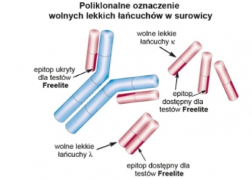 DIAGNOSTYKA DYSKRAZJI KOMÓREK B