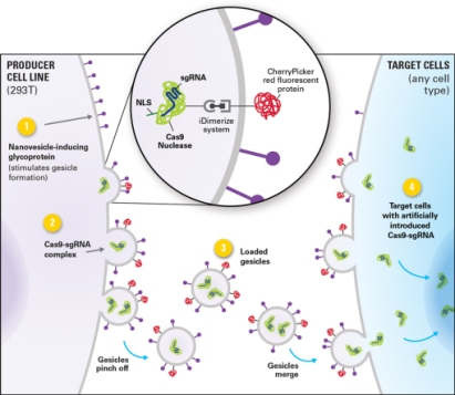 WEBINARIUM: NARZĘDZIA DO EFEKTYWNEJ EDYCJI GENOMU – ODKRYJ SYSTEM GUIDE-IT™ CRISPR/CAS9