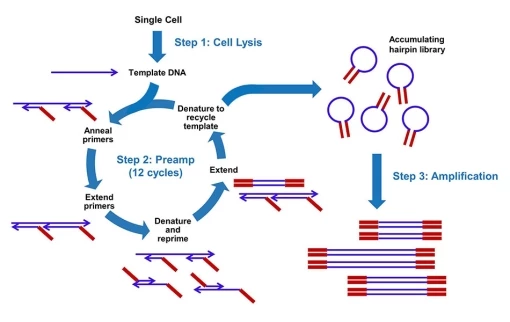 WEBINARIUM: HIGHLY EFFICIENT GENOME EDITING AND CLONAL EXPANSION OF HIPS LINES