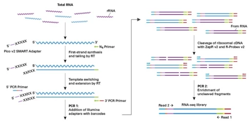 WEBINARIUM: BREAKING PERFORMANCE BARRIERS IN NEXT-GEN SEQUENCING LIBRARY PREPARATION