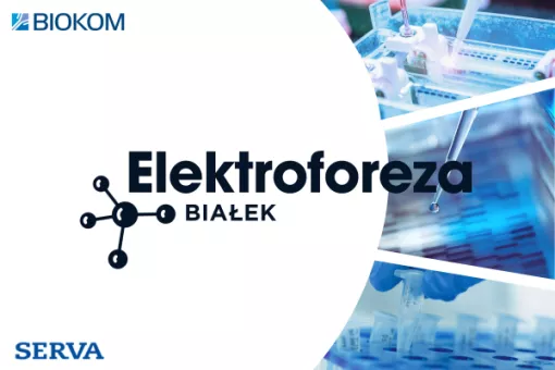 Na czym polega elektroforeza białek? Czym jest izotachioforeza, rozdział SDS-PAGE, BN-PAGE i elektroforeza nieciągła (DISC)?