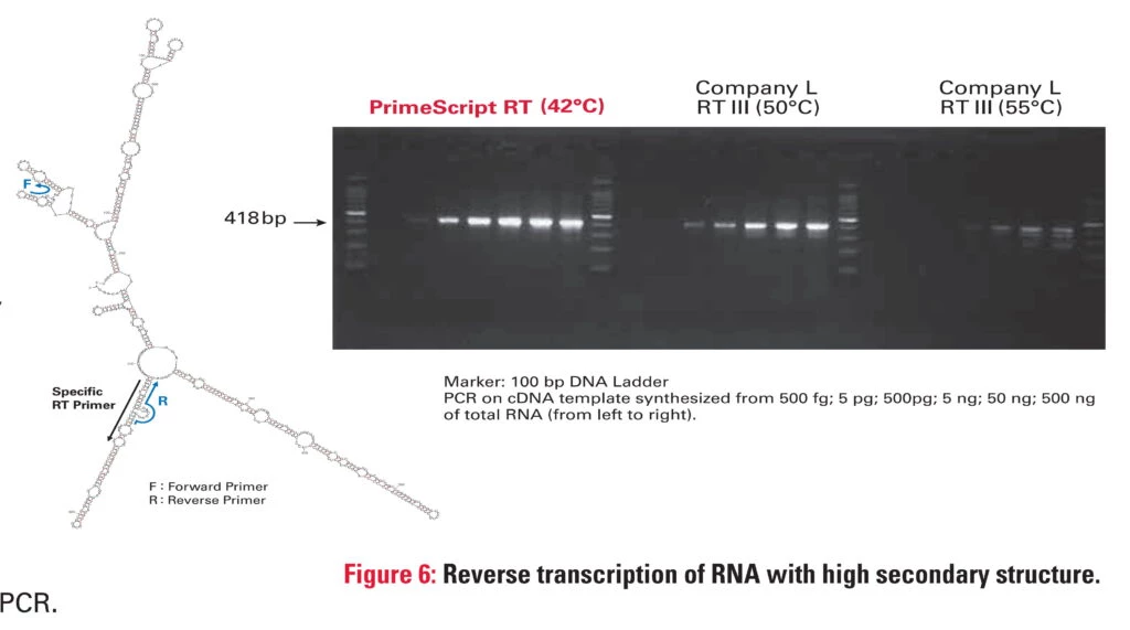 Fig.2 PrimeScript™ zapewnia INTEGRALNOŚĆ RNA