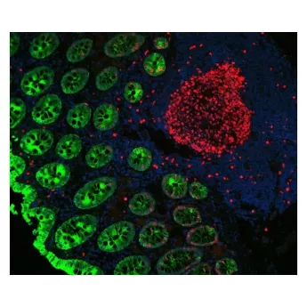 Vector | 1 Kit | DK-8828 | VectaFluor Duet Immunofluorescence Double Labeling Kit, DyLight™ 594 Anti-Rabbit (red), DyLight™ 488 Anti-Mouse (green), 1 Kit