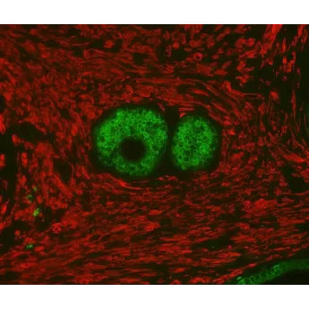 Vector | 1 Kit | DK-8818 | VectaFluor Duet Immunofluorescence Double Labeling Kit, DyLight™ 488 Anti-Rabbit (green), DyLight™ 594 Anti-Mouse (red), 1 Kit