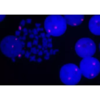 Vector | 1 Kit | MB-9001 | 5' EndTag™ DNA/RNA Labeling Kit, 1 Kit