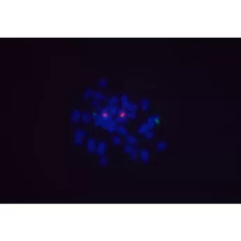 Vector | 0.5 mg | DI-7488-.5 | Goat Anti-Digoxigenin/Digoxin (DIG) Antibody, DyLight™ 488, 0.5 mg