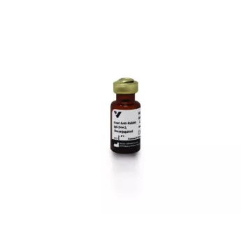 Vector | 1.5 mg | AI-1000-1.5 | Goat Anti-Rabbit IgG Antibody (H+L), Unconjugated, 1.5 mg