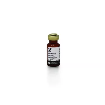 Vector | 1.5 mg | AI-9200-1.5 | Goat Anti-Mouse IgG Antibody (H+L), Unconjugated, 1.5 mg