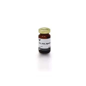 Vector | 2 ml | AL-1233-2 | Vicia Villosa Lectin (VVL, VVA), Agarose bound, 2 ml