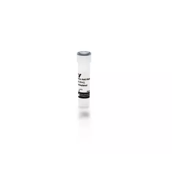 Vector | 0.5 mg | BA-1100-1.5 | Horse Anti-Rabbit IgG Antibody (H+L), Biotinylated, 1.5 mg