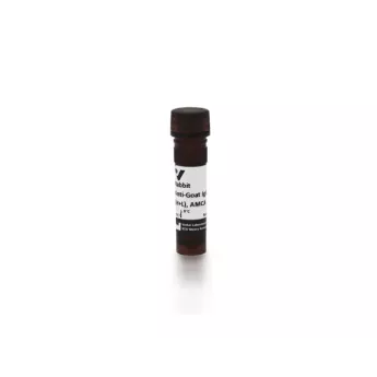 Vector | 1.5 mg | CI-5000-1.5 | Rabbit Anti-Goat IgG Antibody (H+L), AMCA, 1.5 mg