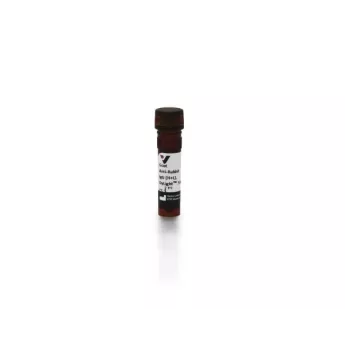 Vector | 1.5 mg | DI-1594-1.5 | Goat Anti-Rabbit IgG Antibody (H+L), DyLight™ 594, 1.5 mg