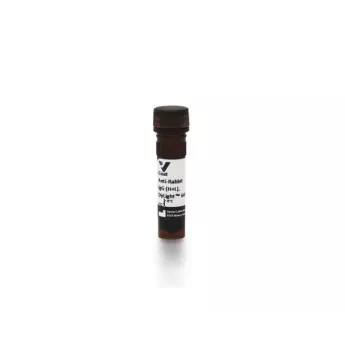 Vector | 1.5 mg | DI-1649-1.5 | Goat Anti-Rabbit IgG Antibody (H+L), DyLight™ 649, 1.5 mg