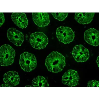 Vector | 1 Kit | DK-1488 | VectaFluor Excel Amplified Anti-Rabbit IgG, DyLight™ 488 Antibody Kit, 1 Kit