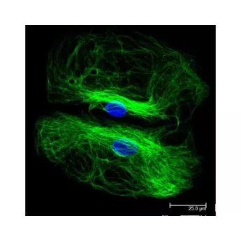 Vector | 1.5 mg | DI-1488-1.5 | Goat Anti-Rabbit IgG Antibody (H+L), DyLight™ 488, 1.5 mg