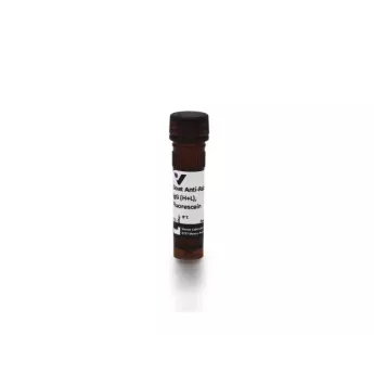 Vector | 1.5 mg | FI-1000-1.5 | Goat Anti-Rabbit IgG Antibody (H+L), Fluorescein, 1.5 mg