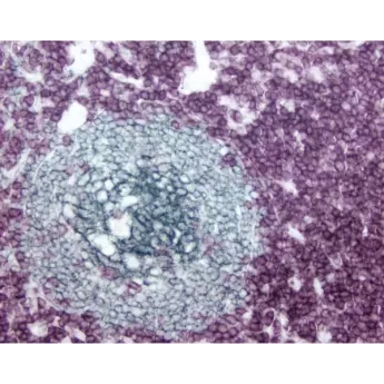 Vector | 1 Kit | PK-6200 | VECTASTAIN® Elite ABC-HRP Kit (Peroxidase, Universal) (Horse Anti-Mouse/Rabbit IgG), 1 Kit