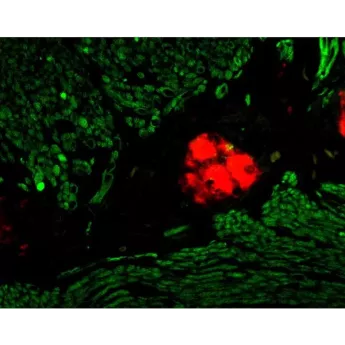 Vector | 0.1 ml | MKB-2225-.1 | M.O.M.® (Mouse on Mouse) Biotinylated Anti-Mouse IgG Reagent, 0.1 ml