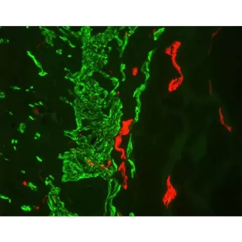 Vector | 1 Kit | FMK-2201 | M.O.M.® (Mouse on Mouse) Immunodetection Kit, Fluorescein, 1 Kit