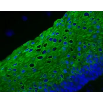 Vector | 1 Kit | DK-2488 | VectaFluor Excel Amplified Anti-Mouse IgG, DyLight™ 488 Antibody Kit, 1 Kit