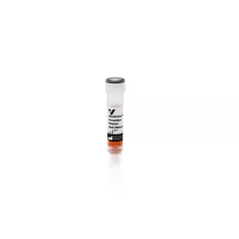 Vector | 0.8 ml | WB-2000-.8 | WestVision Peroxidase Polymer, Anti-Mouse IgG (Western Blot Detection), 0.8 ml